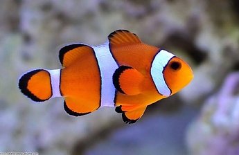 large-common%20clown