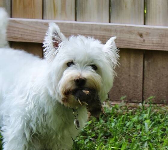 Papaw's Mole Dog