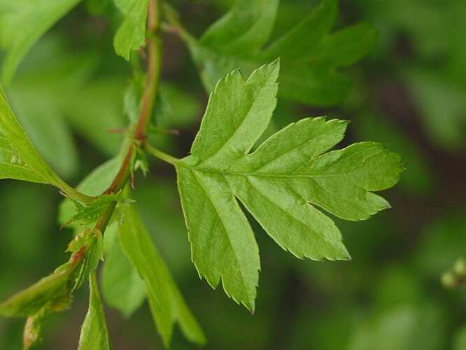 hawthorn-leaves-740x555