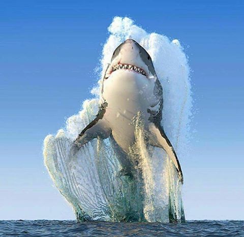 Shark