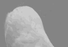 shocked-owl